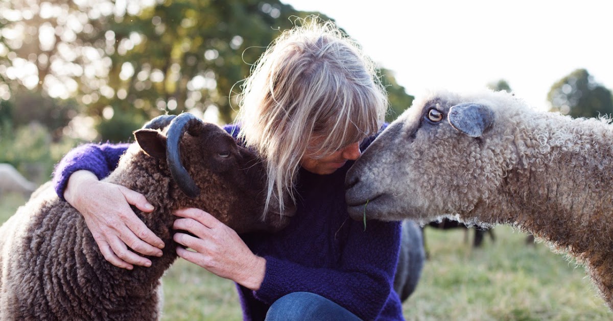 A Woolly Yarn Last Chance For Izzy Lane Cruelty Free Wool Crowdfunder