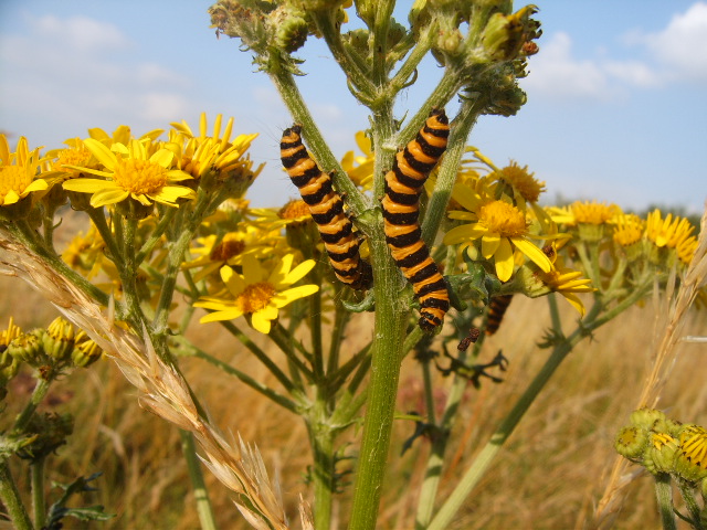 Yellow Daisy Bush with Caterpillars