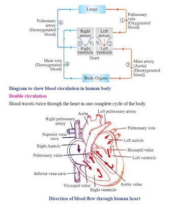 Direction of blood flow through human heart