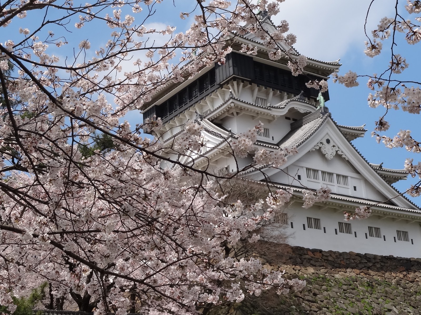 和の花だより 満開の桜 桜色に染まる小倉城
