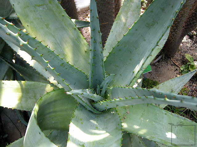 Aloesy - zastosowanie, które gatunki aloesów nadają się do użytku, jak uprawiać aloes użytkowy,czy hodowla aloesu w domu ma sens, czy aloesy są trujące, różnice między właściwościami, substancje czynne w aloesie, teonatura, gdzie kupić kosmetyki, sok z aloesu. Aloesy - zastosowanie, które gatunki aloesów nadają się do użytku, jak uprawiać aloes użytkowy,czy hodowla aloesu w domu ma sens, czy aloesy są trujące, różnice między właściwościami, substancje czynne w aloesie, teonatura, gdzie kupić kosmetyki, sok z aloesu.