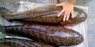 Manfaat Ikan Gabus / Kutuk / Kotes di Perairan Indonesia ~ BoyO-InfO-Isme