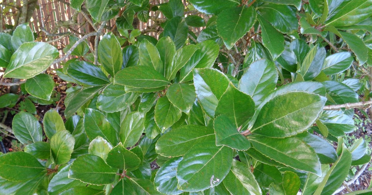 University of Florida/IFAS Charlotte County Extension Downy mildew on