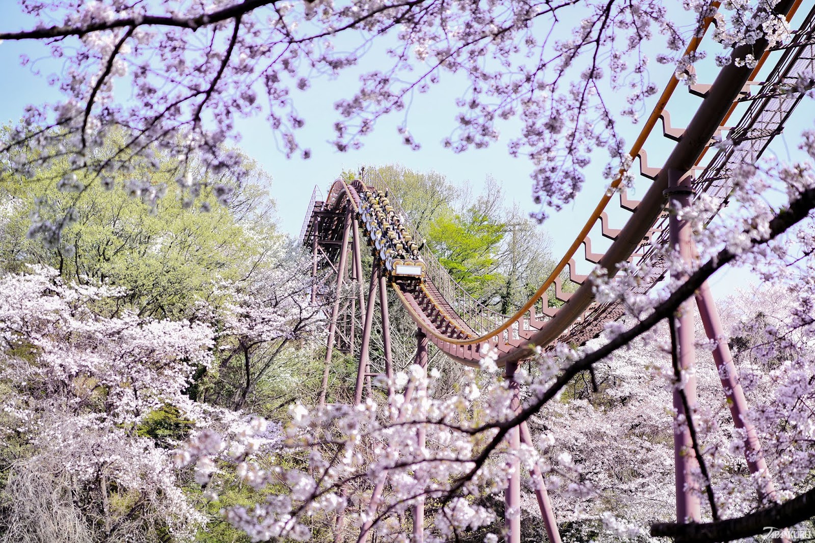 JAPANKURU Sakura Season at Tokyo Amusement Park Yomiuriland 🌸 Be