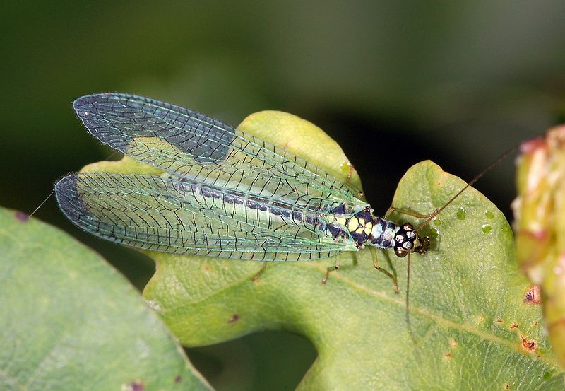 Beneficial Insects Lacewings AgriHunt A Hunt for Agricultural Knowledge
