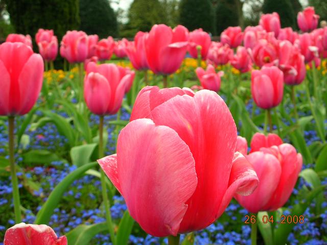 one time Keunikan Bunga Tulip one time Keunikan Bunga Tulip