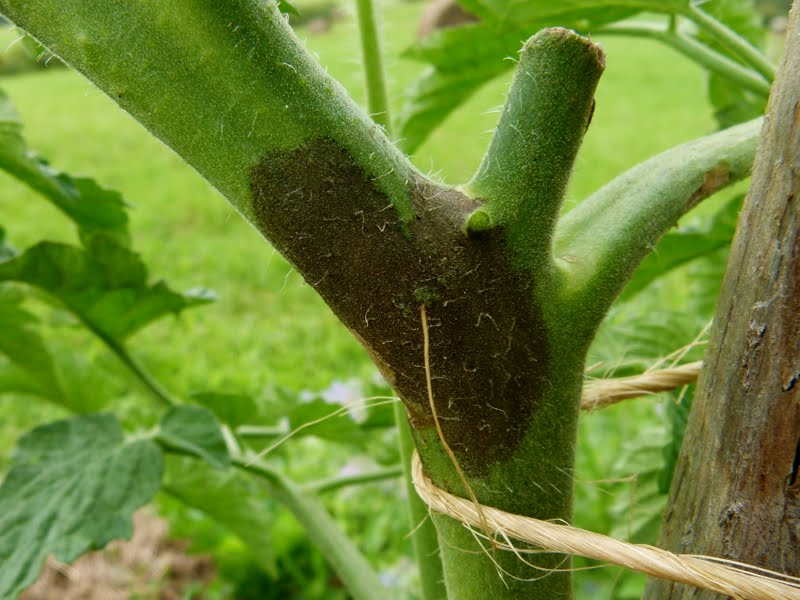Tomato Plant Black Spots On Stem Pnmwg Fertilizers