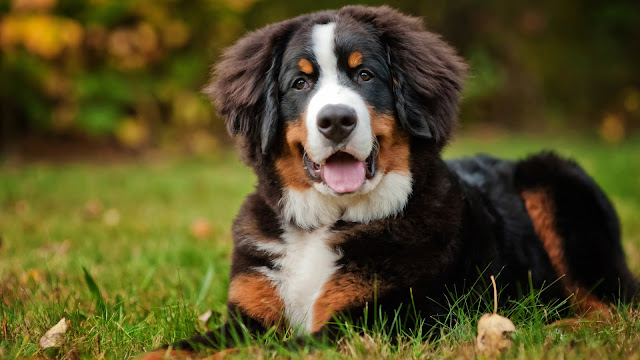10 Jenis Anjing yang Paling Cantik di dunia