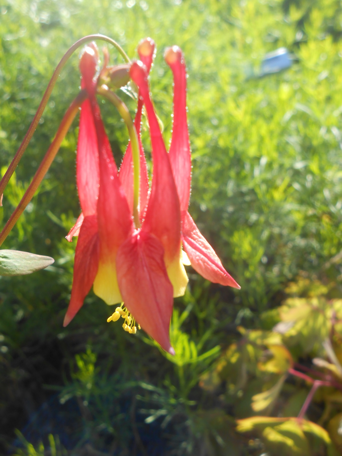 The Lucas Countyan Columbine The Lucas Countyan Columbine