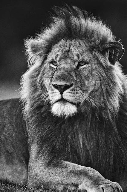 صور أسد صورة أسد ابيض واسود