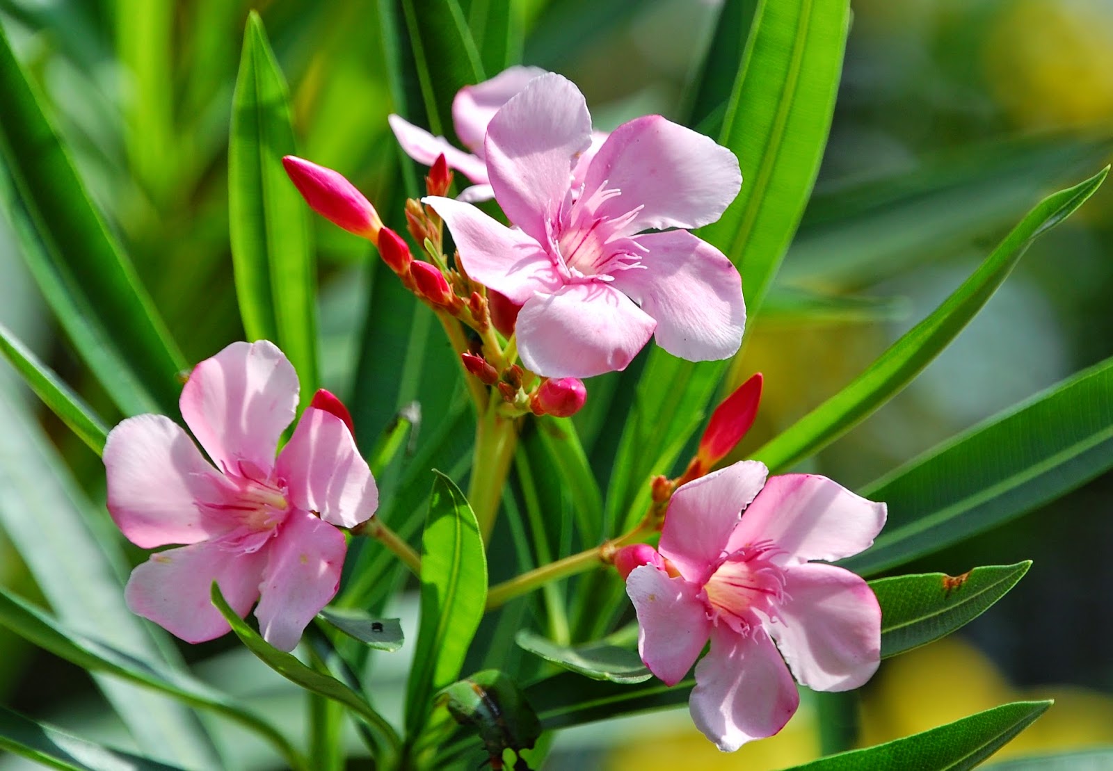 Manfaat Bunga Nerium Oleander (Nerium Indicum Mill) Bunga Jepun Nerium Oleander adalah suatu semak belukar pohon yang selalu hijau atau pohon Manfaat Bunga Nerium Oleander (Nerium Indicum Mill)
