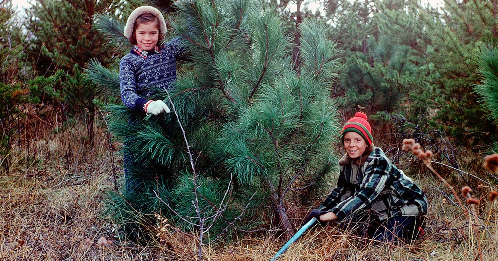 vintage everyday: Cutting down Christmas tree, 1954