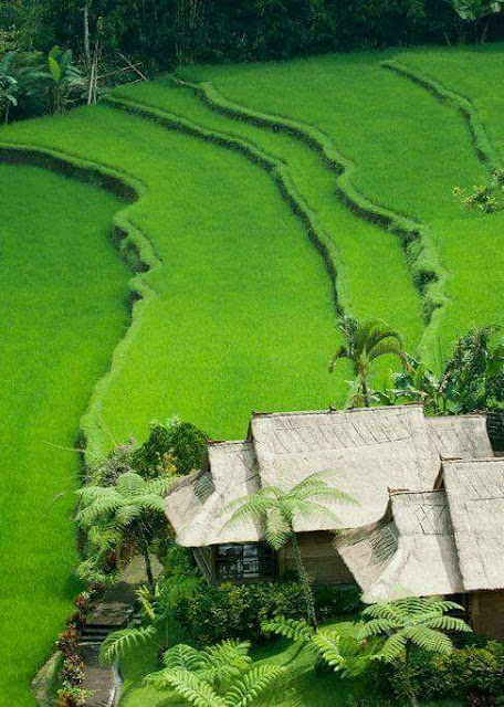 Pemandangan Alam Sawah di Desa Seperti Karpet Hijau Cantik Pemandangan Alam Sawah di Desa Seperti Karpet Hijau Cantik