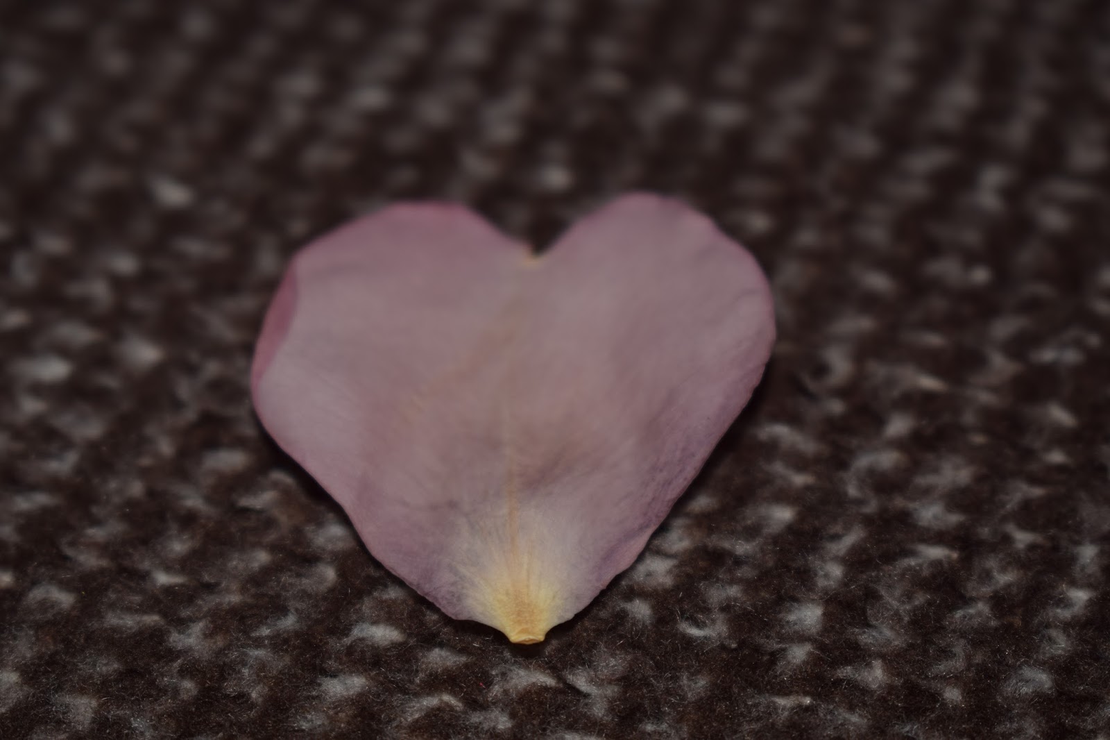 The Real Flower Petal Confetti Company Review Mummy Memories