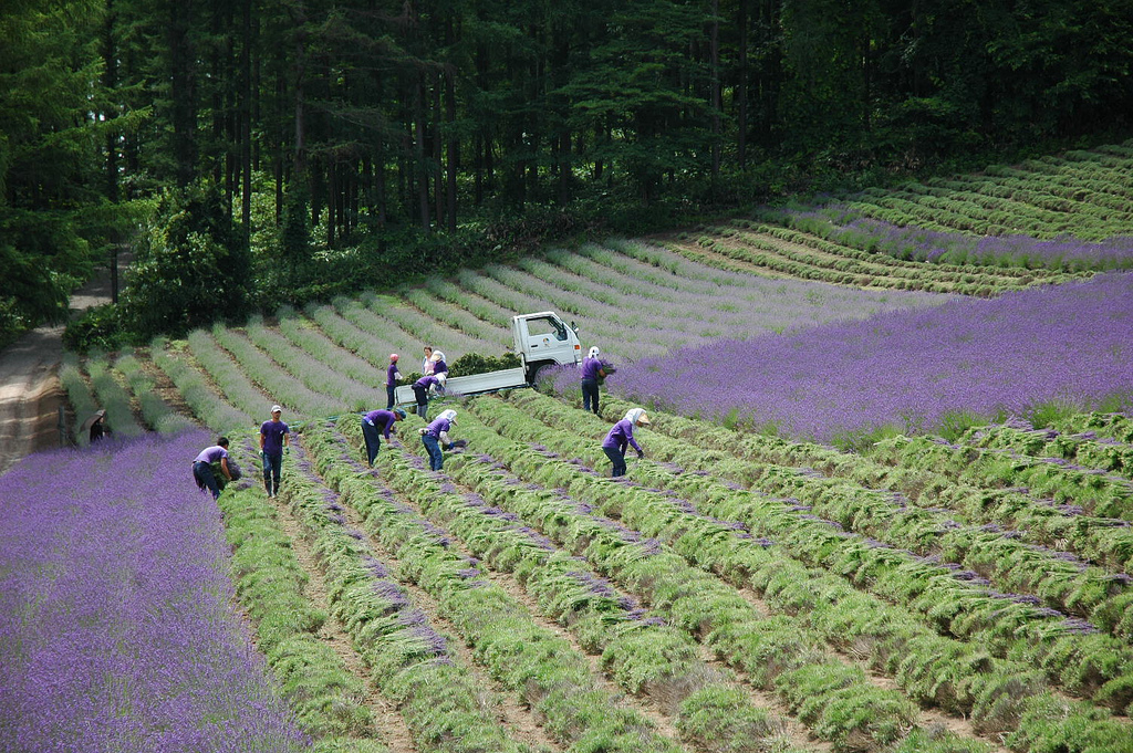 Япония сельское хозяйство Япония сельское хозяйство
