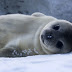 seal はアザラシの意味?それとも判子・シールの意味?