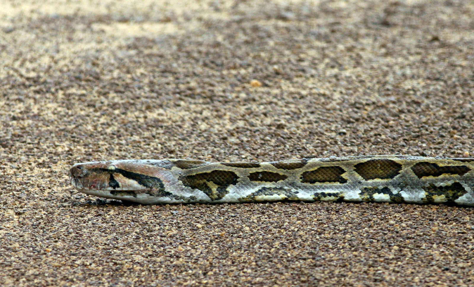 Python Sri Lanka TimboBaggins Abroad: Safari at Wilpattu, Sri Lanka day trip