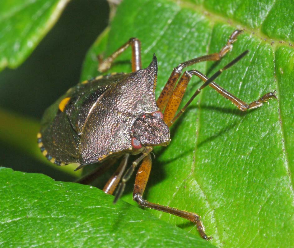 OF CURIOSITIES Shield bug