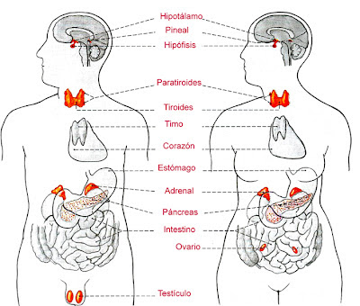 Ver imagen de origen Resultado de imagen de glandulas endocrinas