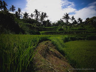 Walking Path In The Rice Field At Ringdikit Farmfield, North Bali, Indonesia