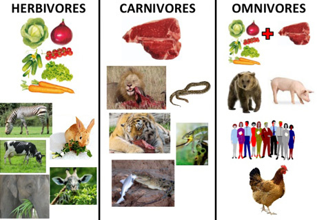 GENIOS GENIALES DE AÑORBE: Animals