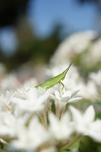 sony nex 30mm macro e-mount lens