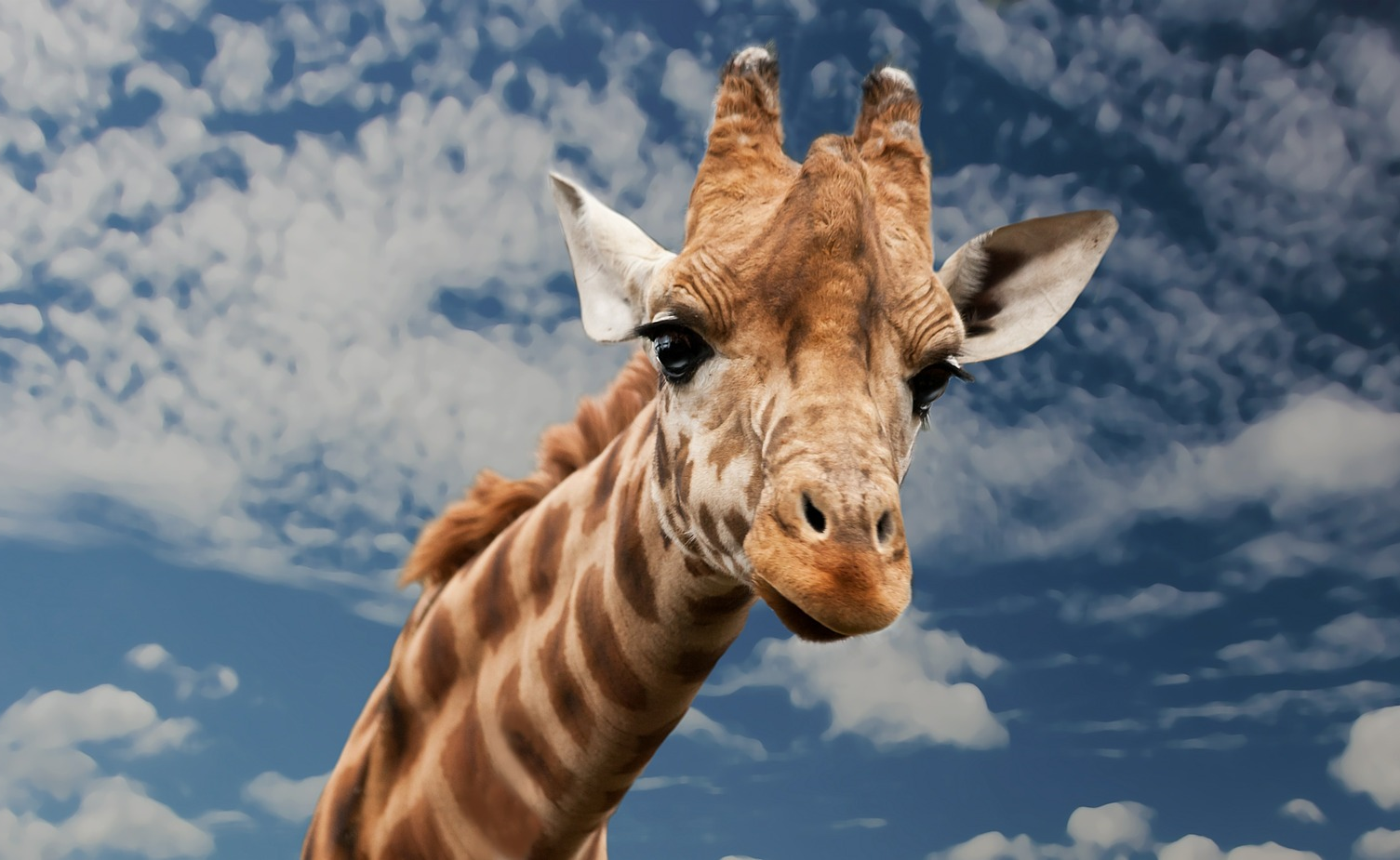 Little Tiger Februar 2016