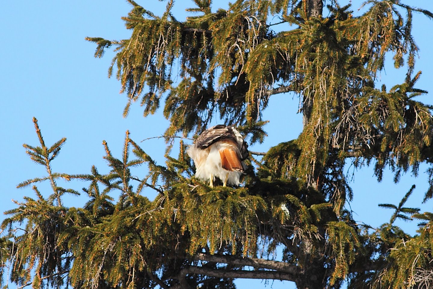 RedTailed Hawk Nest 20092017 Male and Female RedTailed hawk seen
