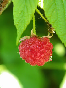 Rubus idaeus Red raspberry by garden muses-not another Toronto gardening blog