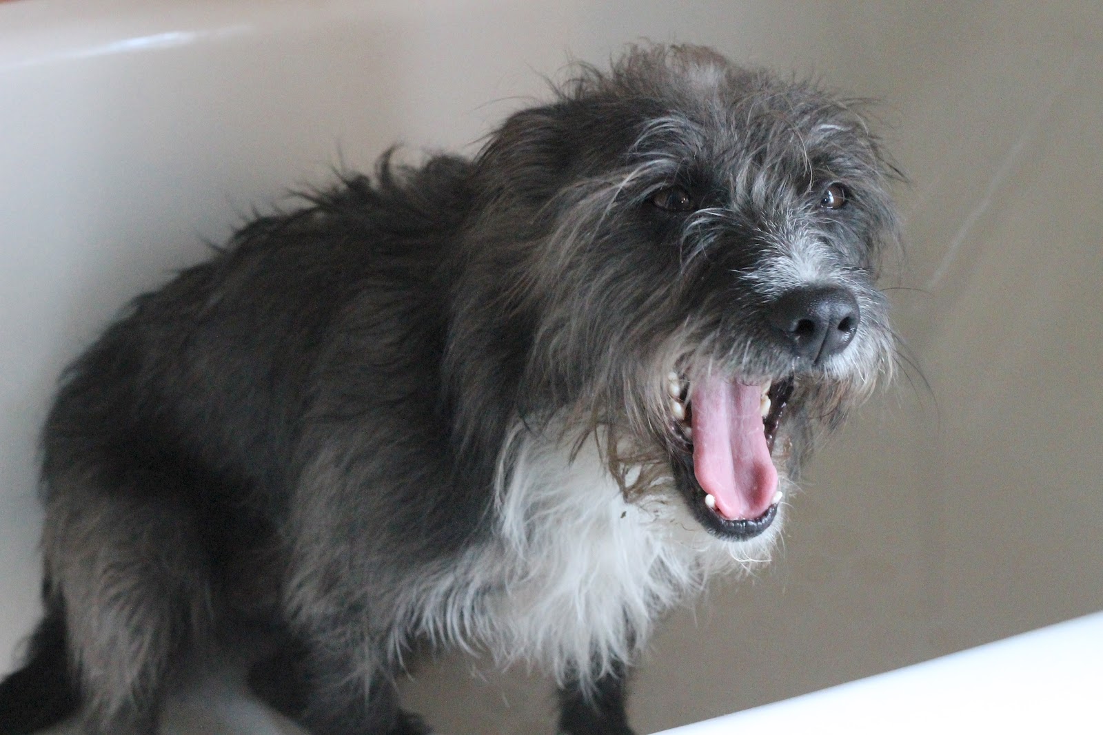 Where Your Treasure Is: How to De-Skunk Your Dog; A Remedy that Really