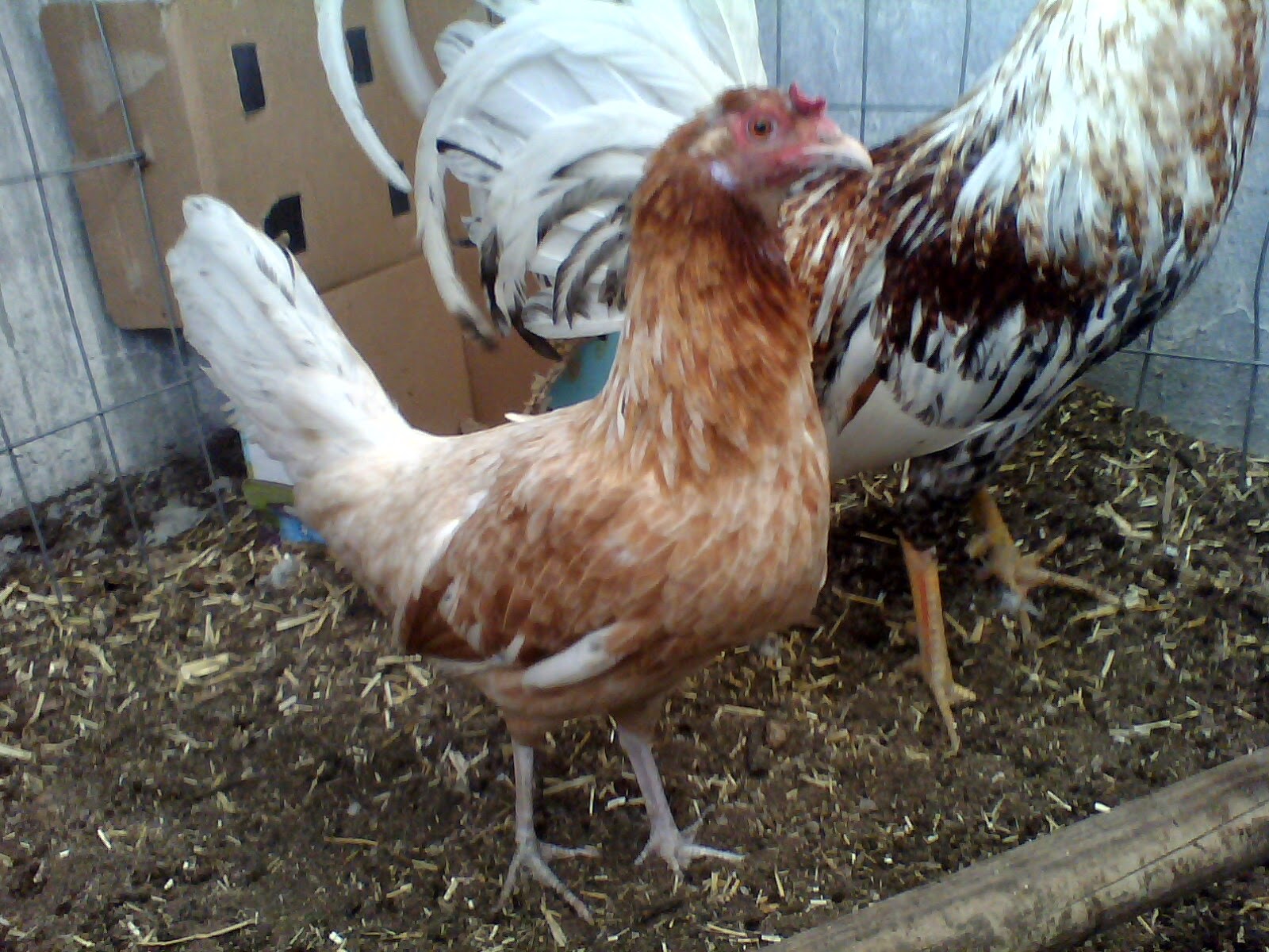 JI GALLOS El gallo Bulico