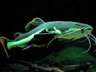 Makanan Redtail Catfish