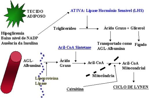 lipase hormonio sensível