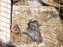 coop chicken complete ford