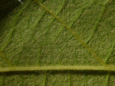 Close Up Up Vitis Leaf Underside Showing Brown Hairs