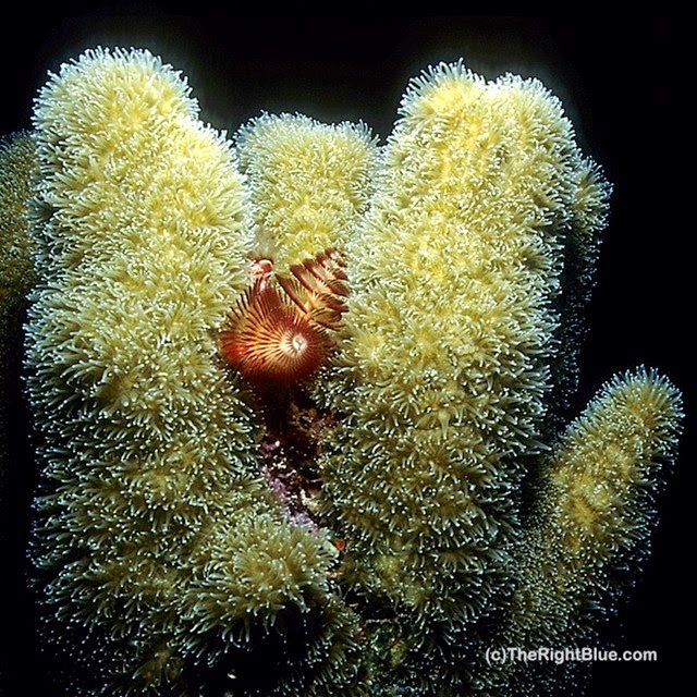 Christmas Tree worm (Spirobranchus giganteus) and Pillar Coral (Dendrogyra cylindrus)