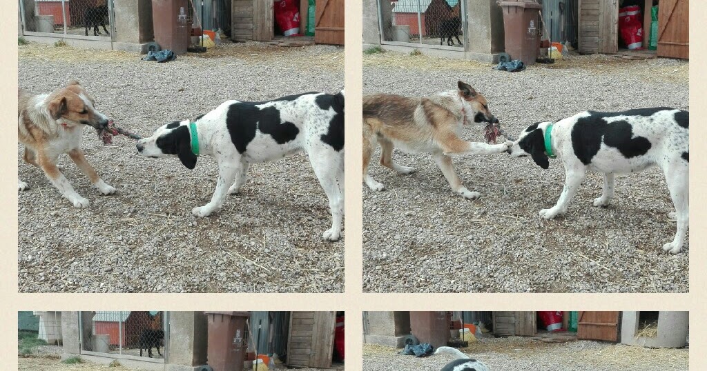 ASSOCIACIÓ EN DEFENSA DELS ANIMALS DE SOLSONA