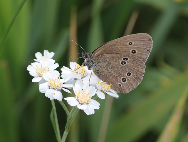 Aphantopus hyperanthus, Brauner Waldvogel, Schornsteinfeger