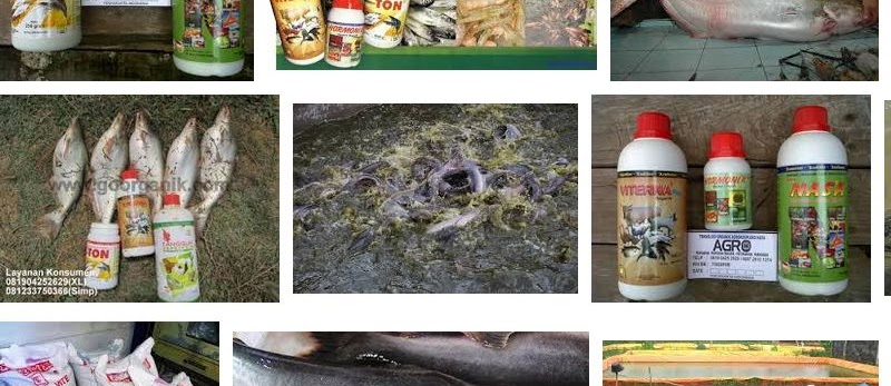 Cara Memelihara Ikan Patin Supaya Cepat Besar
