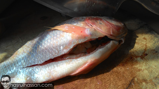 Cara siang ikan tilapia merah