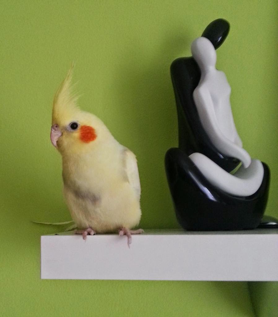 pitome papige GALERIJA PITOMIH NIMFI