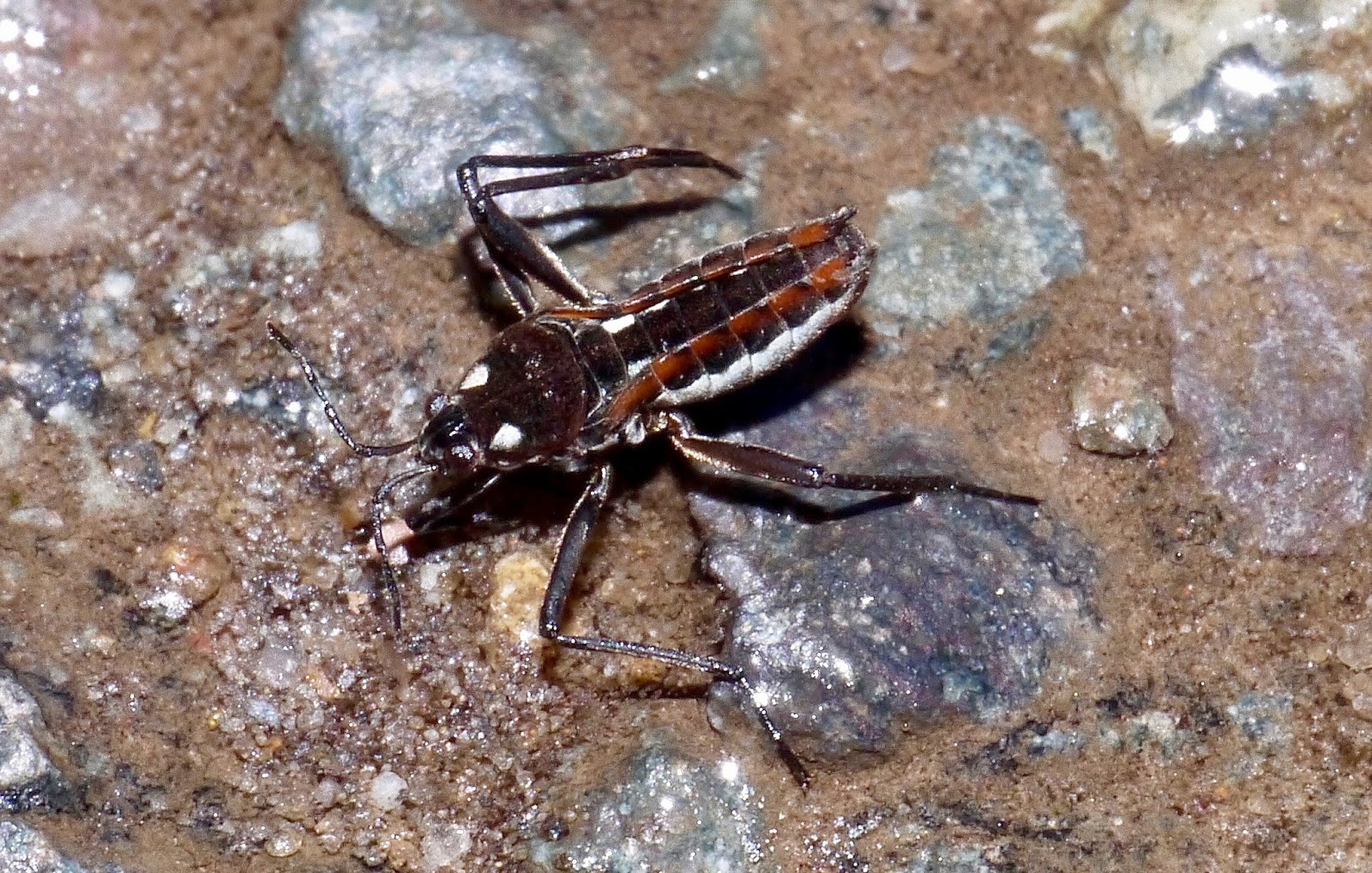 Northwest Norfolk Naturalists Off Patch Water Cricket