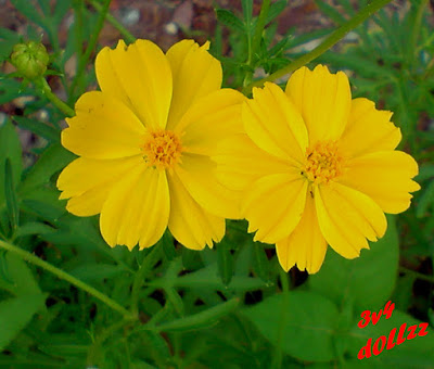 Gorgeous Yellow Flower Pictures. Bunga berwarna kuning.