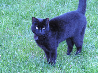 Jack Black the cat