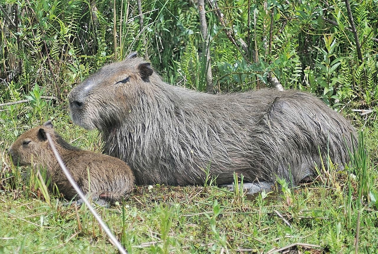 Carpincho wallpapers