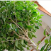 MAKE SURE YOU HAVE AT LEAST ONE OF THESE PLANTS IN YOUR HOME TO PROTECT YOU FROM RADIATION, CHEMICALS AND CIGARETTE SMOKE!