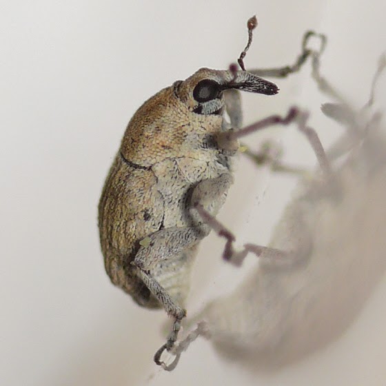 Arizona Beetles, Bugs, Birds and more Jumping Bugs