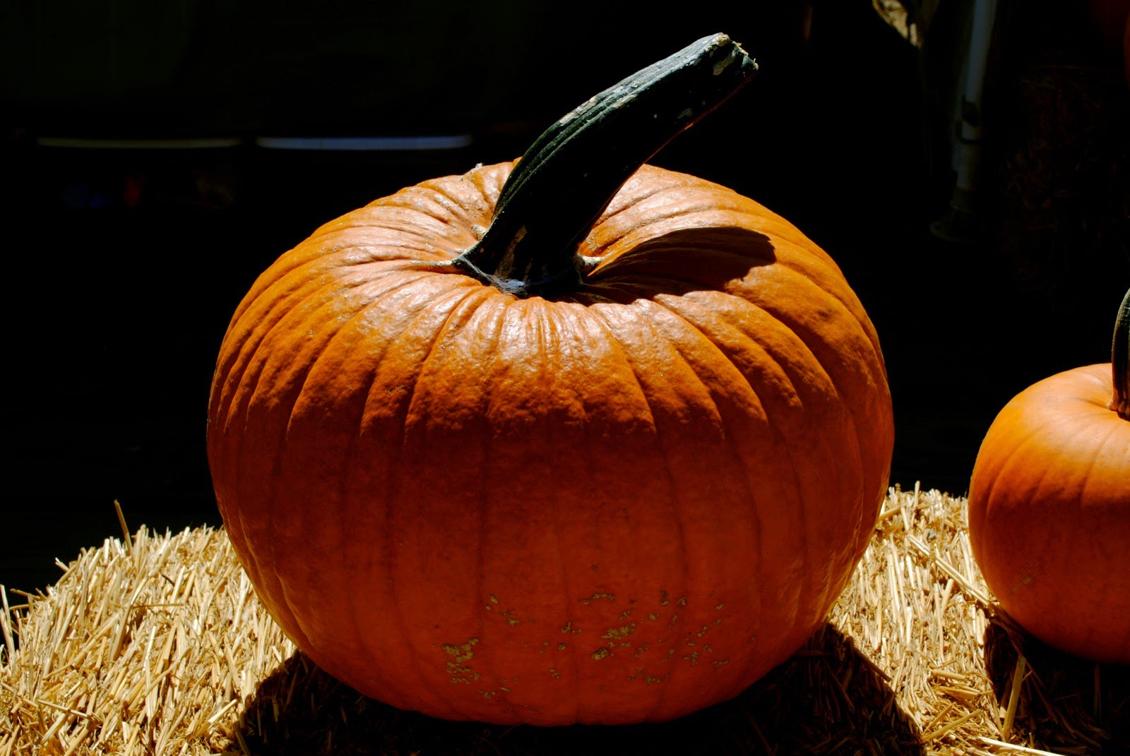 Coaching for Pizza Fillmore's Pumpkin Patch Train