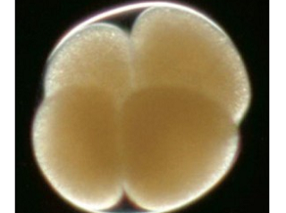 Image: Frozen Embryos Better IVF Success Rate