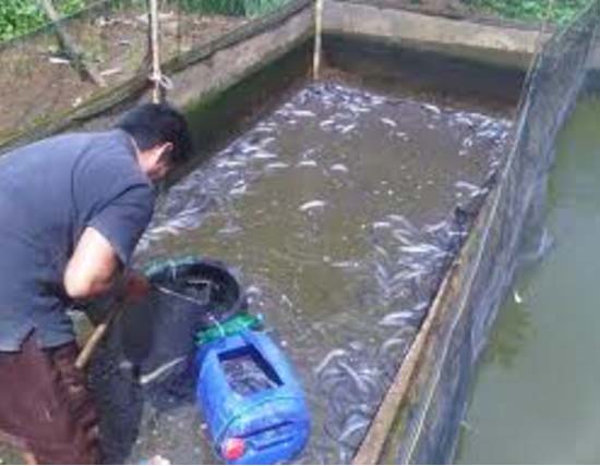 Arif peternak lele di Asahan Arif peternak lele di Asahan